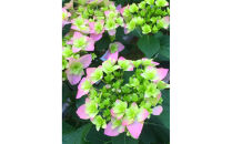 福岡県育種開発のあじさい【筑紫恋風】鉢植え　5.5号鉢【あじさい 花 鉢植え ガーデニング 福岡 筑前町 おすすめ ふるさと納税 送料無料 AE054】