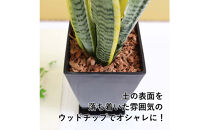《先行予約》【観葉植物】サンスベリア&nbsp;5号&nbsp;ブラックスクエアプラスチック鉢&nbsp;土の表面:ウッドチップ｜観葉植物&nbsp;インテリア&nbsp;部屋&nbsp;おしゃれ&nbsp;福岡県筑前町&nbsp;送料無料