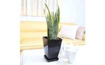 《先行予約》【観葉植物】サンスベリア&nbsp;5号&nbsp;ブラックスクエアプラスチック鉢&nbsp;土の表面:ウッドチップ｜観葉植物&nbsp;インテリア&nbsp;部屋&nbsp;おしゃれ&nbsp;福岡県筑前町&nbsp;送料無料