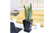 《先行予約》【観葉植物】サンスベリア&nbsp;5号&nbsp;ブラックスクエアプラスチック鉢&nbsp;土の表面:ウッドチップ｜観葉植物&nbsp;インテリア&nbsp;部屋&nbsp;おしゃれ&nbsp;福岡県筑前町&nbsp;送料無料