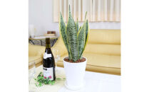 《先行予約》【観葉植物】サンスベリア&nbsp;5号&nbsp;ホワイト丸プラスチック鉢&nbsp;土の表面:ウッドチップ｜観葉植物&nbsp;インテリア&nbsp;部屋&nbsp;おしゃれ&nbsp;福岡県筑前町&nbsp;送料無料