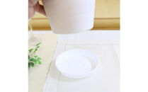 《先行予約》【観葉植物】サンスベリア&nbsp;5号&nbsp;ホワイト丸プラスチック鉢&nbsp;土の表面:ウッドチップ｜観葉植物&nbsp;インテリア&nbsp;部屋&nbsp;おしゃれ&nbsp;福岡県筑前町&nbsp;送料無料