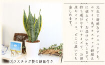 《先行予約》【観葉植物】サンスベリア&nbsp;5号&nbsp;ホワイト丸プラスチック鉢&nbsp;土の表面:ウッドチップ｜観葉植物&nbsp;インテリア&nbsp;部屋&nbsp;おしゃれ&nbsp;福岡県筑前町&nbsp;送料無料