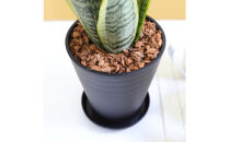 《先行予約》【観葉植物】サンスベリア&nbsp;5号&nbsp;ブラック丸プラスチック鉢&nbsp;土の表面:ウッドチップ｜観葉植物&nbsp;インテリア&nbsp;部屋&nbsp;おしゃれ&nbsp;福岡県筑前町&nbsp;送料無料