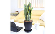 《先行予約》【観葉植物】サンスベリア&nbsp;5号&nbsp;ブラック丸プラスチック鉢&nbsp;土の表面:ウッドチップ｜観葉植物&nbsp;インテリア&nbsp;部屋&nbsp;おしゃれ&nbsp;福岡県筑前町&nbsp;送料無料