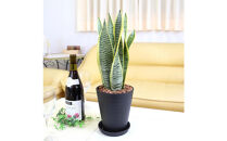 《先行予約》【観葉植物】サンスベリア&nbsp;5号&nbsp;ブラック丸プラスチック鉢&nbsp;土の表面:ウッドチップ｜観葉植物&nbsp;インテリア&nbsp;部屋&nbsp;おしゃれ&nbsp;福岡県筑前町&nbsp;送料無料