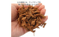 《先行予約》【観葉植物】サンスベリア&nbsp;5号&nbsp;ブラック丸プラスチック鉢&nbsp;土の表面:ウッドチップ｜観葉植物&nbsp;インテリア&nbsp;部屋&nbsp;おしゃれ&nbsp;福岡県筑前町&nbsp;送料無料