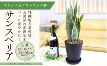 《先行予約》【観葉植物】サンスベリア&nbsp;5号&nbsp;ブラック丸プラスチック鉢&nbsp;土の表面:ウッドチップ｜観葉植物&nbsp;インテリア&nbsp;部屋&nbsp;おしゃれ&nbsp;福岡県筑前町&nbsp;送料無料