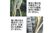 《先行予約》【観葉植物】サンスベリア&nbsp;5号&nbsp;ブラック丸プラスチック鉢（Bowl）土の表面:ウッドチップ｜観葉植物&nbsp;インテリア&nbsp;部屋&nbsp;おしゃれ&nbsp;福岡県筑前町&nbsp;送料無料