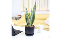《先行予約》【観葉植物】サンスベリア&nbsp;5号&nbsp;ブラック丸プラスチック鉢（Bowl）土の表面:ウッドチップ｜観葉植物&nbsp;インテリア&nbsp;部屋&nbsp;おしゃれ&nbsp;福岡県筑前町&nbsp;送料無料