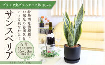 《先行予約》【観葉植物】サンスベリア&nbsp;5号&nbsp;ブラック丸プラスチック鉢（Bowl）土の表面:ウッドチップ｜観葉植物&nbsp;インテリア&nbsp;部屋&nbsp;おしゃれ&nbsp;福岡県筑前町&nbsp;送料無料