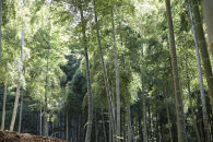 予約受付【筍農家】京都産&nbsp;朝堀り&nbsp;たけのこ&nbsp;優秀品&nbsp;1KG（2-5本）&nbsp;[&nbsp;京都&nbsp;筍専門店&nbsp;たけのこ&nbsp;朝掘り直送&nbsp;新鮮&nbsp;人気&nbsp;おすすめ&nbsp;おいしい&nbsp;タケノコ&nbsp;季節限定&nbsp;お取り寄せ&nbsp;通販&nbsp;送料無料&nbsp;ふるさと納税&nbsp;]	