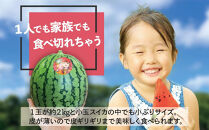 小玉&nbsp;すいか「ピノ・ガール」2玉（約2kg×2玉）|&nbsp;&nbsp;こだますいか&nbsp;スイカ&nbsp;すいか&nbsp;西瓜&nbsp;果物&nbsp;人気&nbsp;おすすめ&nbsp;旬&nbsp;夏&nbsp;シャリ&nbsp;さっぱり&nbsp;甘い&nbsp;フルーツ&nbsp;くだもの&nbsp;デザート&nbsp;果汁&nbsp;季節限定&nbsp;夏季限定&nbsp;期間限定&nbsp;お取り寄せ&nbsp;鹿児島県&nbsp;大崎町