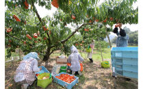 桃 2026年  特選 岡山の桃 8玉 約2kg 早生（わせ）種 もも モモ 岡山県産 国産 フルーツ 果物 ギフト いろは堂