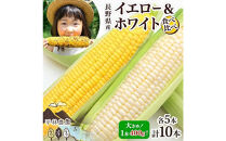 とうもろこし&nbsp;イエロー&nbsp;＆&nbsp;ホワイト&nbsp;食べ比べ&nbsp;400g以上&nbsp;各5本&nbsp;計10本&nbsp;ゴールドラッシュ&nbsp;ピュアホワイト&nbsp;コーン&nbsp;玉蜀黍&nbsp;農家直送&nbsp;産直&nbsp;信州&nbsp;人気&nbsp;お取り寄せ&nbsp;平林農園&nbsp;送料無料&nbsp;長野県&nbsp;大町市