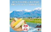 とうもろこし&nbsp;イエロー&nbsp;＆&nbsp;ホワイト&nbsp;食べ比べ&nbsp;400g以上&nbsp;各5本&nbsp;計10本&nbsp;ゴールドラッシュ&nbsp;ピュアホワイト&nbsp;コーン&nbsp;玉蜀黍&nbsp;農家直送&nbsp;産直&nbsp;信州&nbsp;人気&nbsp;お取り寄せ&nbsp;平林農園&nbsp;送料無料&nbsp;長野県&nbsp;大町市