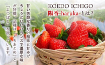  ＠FARM　いちごようかん～8個入りパック～5個セット