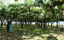 金沢梨のゼリーとコンフィチュールのセット