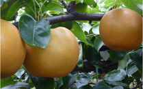 金沢梨のゼリーとコンフィチュールギフト