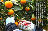 【お中元】小玉ちゃん&nbsp;ハウスみかん&nbsp;温室栽培&nbsp;夏の有田みかん約2kg&nbsp;秀品&nbsp;2Sサイズ以下&nbsp;和歌山県&nbsp;産地直送&nbsp;みかんの会&nbsp;【7月上旬～8月上旬に順次発送】