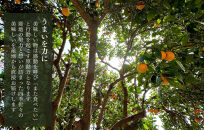 【お中元】バレンシアオレンジ 国産 玉ぞろい 秀品 箱込 約2.5kg (内容量 2.3kg ) 2L L M サイズのいずれか 和歌山県産 産地直送 みかんの会 【7月上旬～8月上旬に順次発送】