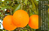 【お中元】 バレンシアオレンジ 国産 玉ぞろい 秀品 箱込 約5kg (内容量 4.4kg ) 2L L M サイズのいずれか 和歌山県産 産地直送 みかんの会 【7月上旬～8月上旬に順次発送】