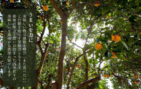 【お中元】 バレンシアオレンジ 国産 玉ぞろい 秀品 箱込 約5kg (内容量 4.4kg ) 2L L M サイズのいずれか 和歌山県産 産地直送 みかんの会 【7月上旬～8月上旬に順次発送】