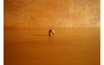 【相良パーティ】屋久杉&nbsp;オブジェ&nbsp;小