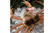 【2025年12月～2026年1月発送】特撰&nbsp;松葉がに（なま）【ブランドタグ付き】800g超の大きいサイズ&nbsp;食べ応えあり&nbsp;特大1杯