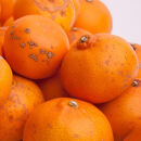 家庭用&nbsp;せとか10kg+250g（傷み補償分）［柑橘・春みかんの王様］［わけあり・訳あり］［光センサー選果・食べ頃出荷］［IKE256］