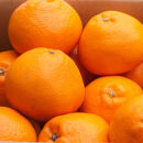 ［先行予約］厳選 はるみ2.5kg+250g（傷み補償分）［デコポンの姉妹品種・新食感春みかん］［光センサー選別］［IKE210］