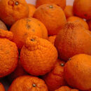 ［先行予約］家庭用 不知火10kg+250g（傷み補償分）［デコポンと同品種・人気の春みかん］［わけあり・訳あり］［IKE254］