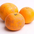 ［先行予約］家庭用&nbsp;はっさく2.5kg+250g（傷み補償分）&nbsp;八朔みかん&nbsp;&nbsp;訳あり&nbsp;わけあり&nbsp;［IKE28］