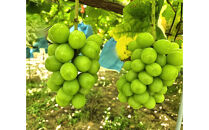 他の産地に負けない味！晴天率の高い埼玉県川越市産「シャインマスカット」約1.3kg(2～3房)