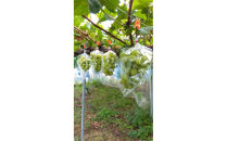 他の産地に負けない味！晴天率の高い埼玉県川越市産「シャインマスカット」約1.3kg(2～3房)