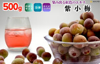 【2025年7月上旬～出荷予定】冷凍 紫小梅 500g 秀優混合 サイズミックス 紅紫色 梅 和歌山県産 紀州有田 クール便 【みかんの会】