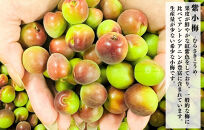 【2025年7月上旬～出荷予定】冷凍 紫小梅 500g 秀優混合 サイズミックス 紅紫色 梅 和歌山県産 紀州有田 クール便 【みかんの会】