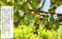 【2025年7月上旬～出荷予定】冷凍 紫小梅 1kg ( 500g ×2袋) 秀優混合 サイズミックス 紅紫色 梅 和歌山県産 紀州有田 クール便 【みかんの会】