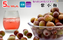 【2025年7月上旬～出荷予定】冷凍 紫小梅 5kg ( 500g ×10袋) 秀優混合 サイズミックス 紅紫色 梅 和歌山県産 紀州有田 クール便 【みかんの会】
