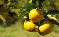 極早生みかん&nbsp;約5kg&nbsp;S・M・Lサイズ&nbsp;《赤秀》和歌山県下津町産&nbsp;産地直送&nbsp;【北海道・沖縄県・一部離島&nbsp;配送不可】［Mg21］