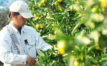 極早生みかん&nbsp;約5kg&nbsp;S・M・Lサイズ&nbsp;《赤秀》和歌山県下津町産&nbsp;産地直送&nbsp;【北海道・沖縄県・一部離島&nbsp;配送不可】［Mg21］