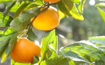 早生みかん&nbsp;約9kg&nbsp;大玉&nbsp;2L・3Lサイズおまかせ&nbsp;《ご家庭用》&nbsp;和歌山県産&nbsp;農園直送&nbsp;まごころ産直みかん&nbsp;【北海道・沖縄県・一部離島&nbsp;配送不可】大きい&nbsp;蜜柑&nbsp;温州みかん&nbsp;ちょっと訳あり&nbsp;わけあり&nbsp;訳アリ&nbsp;［Mg51］