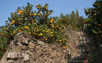 早生みかん&nbsp;約9kg&nbsp;大玉&nbsp;2L・3Lサイズおまかせ&nbsp;《ご家庭用》&nbsp;和歌山県産&nbsp;農園直送&nbsp;まごころ産直みかん&nbsp;【北海道・沖縄県・一部離島&nbsp;配送不可】大きい&nbsp;蜜柑&nbsp;温州みかん&nbsp;ちょっと訳あり&nbsp;わけあり&nbsp;訳アリ&nbsp;［Mg51］