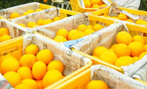 赤秀&nbsp;はっさく&nbsp;八朔&nbsp;ハッサク&nbsp;6kg｜和歌山市産&nbsp;まごころ産直みかん&nbsp;木成り&nbsp;完熟はっさく&nbsp;柑橘&nbsp;みかん&nbsp;フルーツ&nbsp;和歌山みかん&nbsp;国産&nbsp;産地直送&nbsp;甘酸っぱくて爽やか！［Mg26］