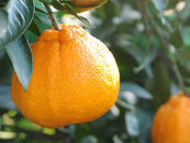 不知火約5kg&nbsp;15～24玉入り&nbsp;《ご家庭用》&nbsp;訳あり&nbsp;和歌山県産&nbsp;農園直送&nbsp;まごころ産直みかん【北海道・沖縄県・離島配送不可】みかん&nbsp;柑橘&nbsp;しらぬい&nbsp;デコポンと同じ品種&nbsp;&nbsp;［Mg54］