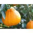 不知火&nbsp;約5kg&nbsp;24～28玉&nbsp;《ご家庭用》&nbsp;ちょっと訳あり&nbsp;和歌山県産&nbsp;農園直送&nbsp;まごころ産直みかん&nbsp;【北海道・沖縄県・一部離島&nbsp;配送不可】訳アリ&nbsp;わけあり&nbsp;みかん&nbsp;しらぬい&nbsp;デコポンと同じ品種&nbsp;でこぽん&nbsp;［Mg57］