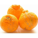 不知火&nbsp;約5kg&nbsp;24～28玉&nbsp;《ご家庭用》&nbsp;ちょっと訳あり&nbsp;和歌山県産&nbsp;農園直送&nbsp;まごころ産直みかん&nbsp;【北海道・沖縄県・一部離島&nbsp;配送不可】訳アリ&nbsp;わけあり&nbsp;みかん&nbsp;しらぬい&nbsp;デコポンと同じ品種&nbsp;でこぽん&nbsp;［Mg57］