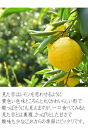 はるかみかん【訳あり】6kg&nbsp;和歌山県海南市のはるかみかん&nbsp;&nbsp;和歌山&nbsp;海南市&nbsp;&nbsp;果物&nbsp;みかん&nbsp;柑橘&nbsp;人気&nbsp;甘い&nbsp;おいしい&nbsp;フルーツ
