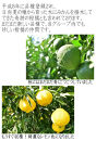 はるかみかん【訳あり】6kg&nbsp;和歌山県海南市のはるかみかん&nbsp;&nbsp;和歌山&nbsp;海南市&nbsp;&nbsp;果物&nbsp;みかん&nbsp;柑橘&nbsp;人気&nbsp;甘い&nbsp;おいしい&nbsp;フルーツ