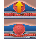 ウルトラディープストレッチ【ブラウン】_1380300007_02
